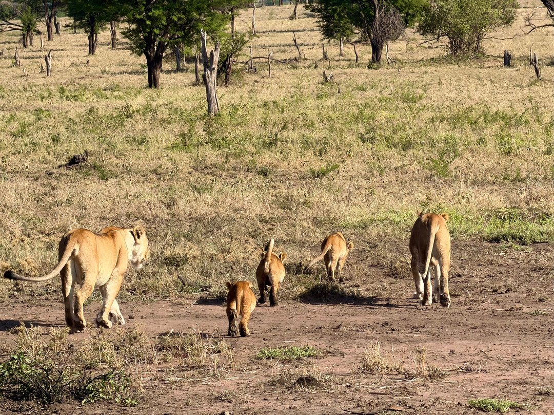 易捷旅游-一日游-阿鲁沙必去景点