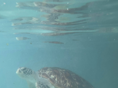 Choum Tours & Safari-桑给巴尔岛必去景点