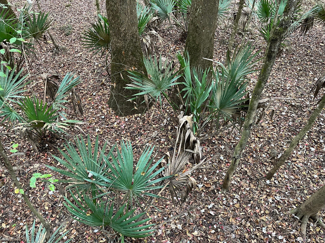 Congaree National Park-Hopkins必去景点