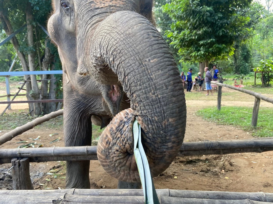 Elephant Haven-柿约必去景点