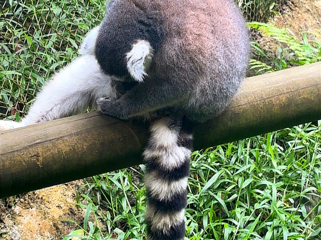 Zoo De Guadeloupe Au Parc Des Mamelles-Bouillante必去景点