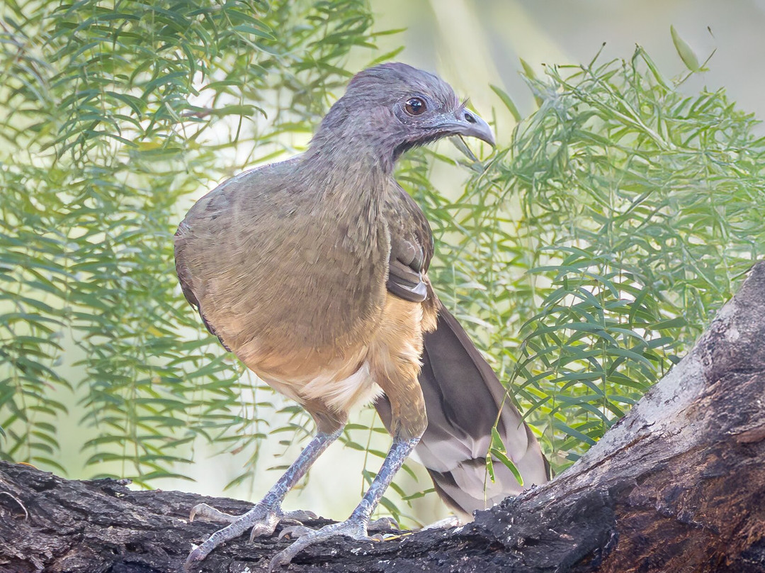 American Birding Guides