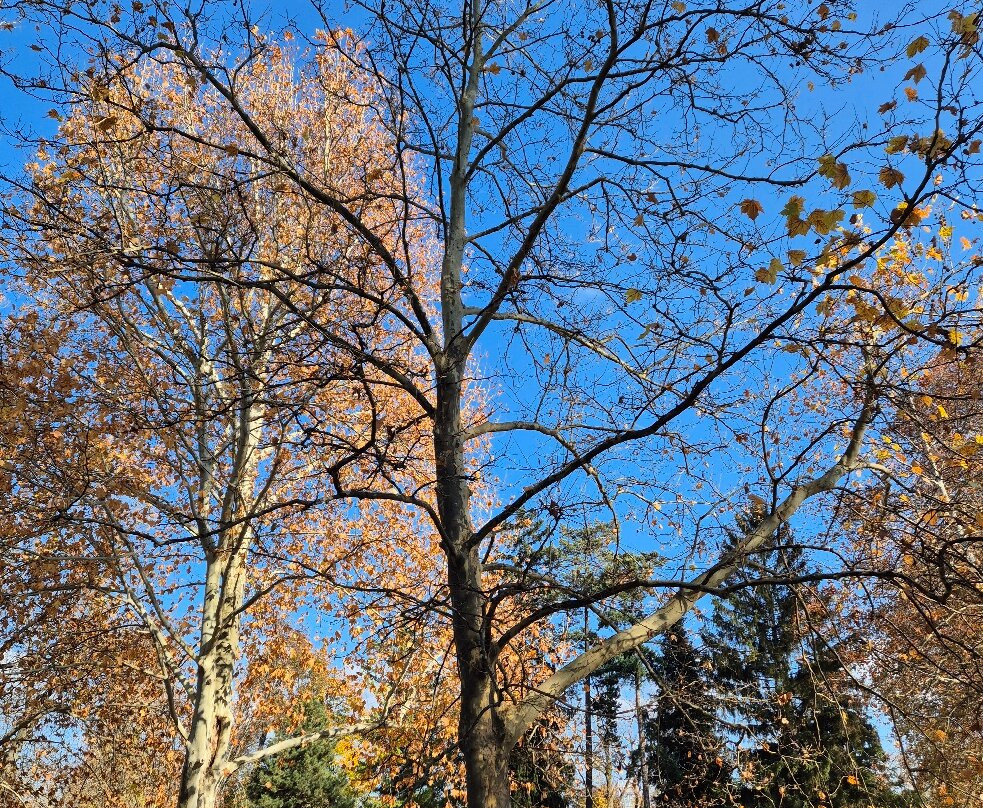 Sad Janka Kráľa-布拉迪斯拉发必去景点