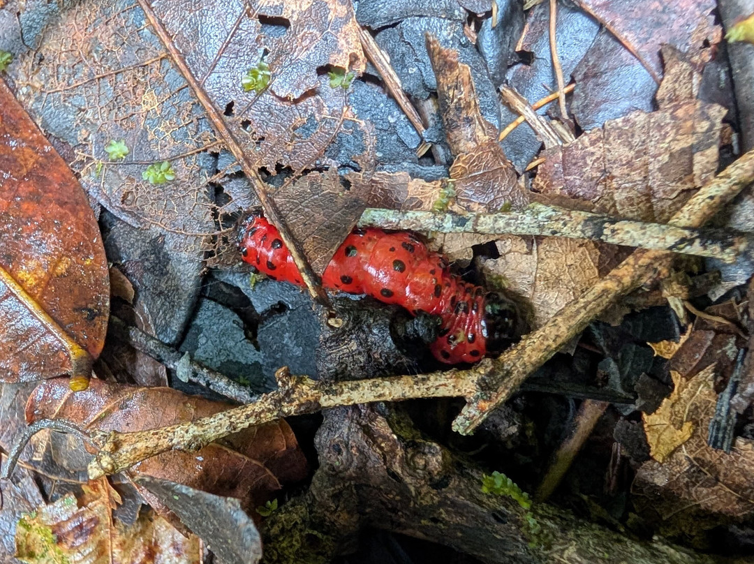 Parque Nacional del Yasuni - Fernando guia en la Amazonia-Coca必去景点