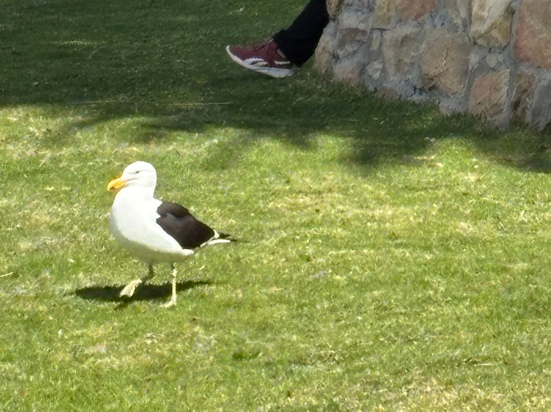 Waters Edge Beach-高登湾必去景点