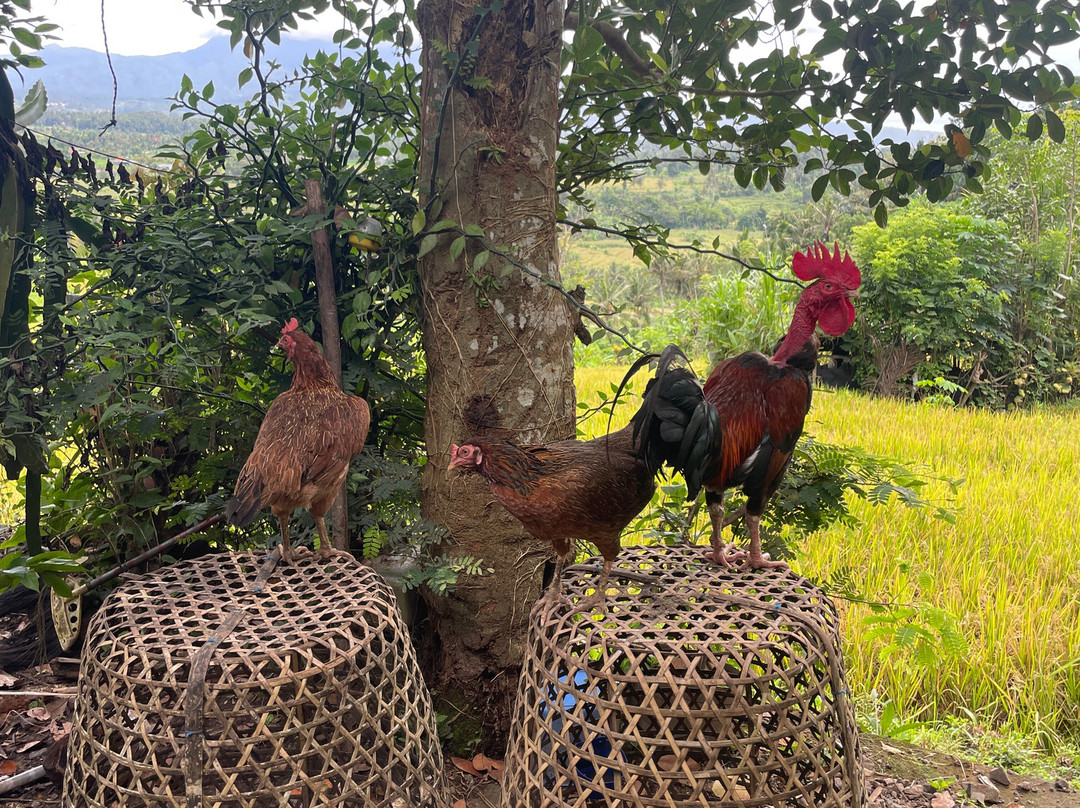 Trekking Candidasa-甘地达萨必去景点
