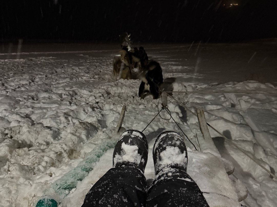 Green Dog Svalbard-朗伊尔城必去景点