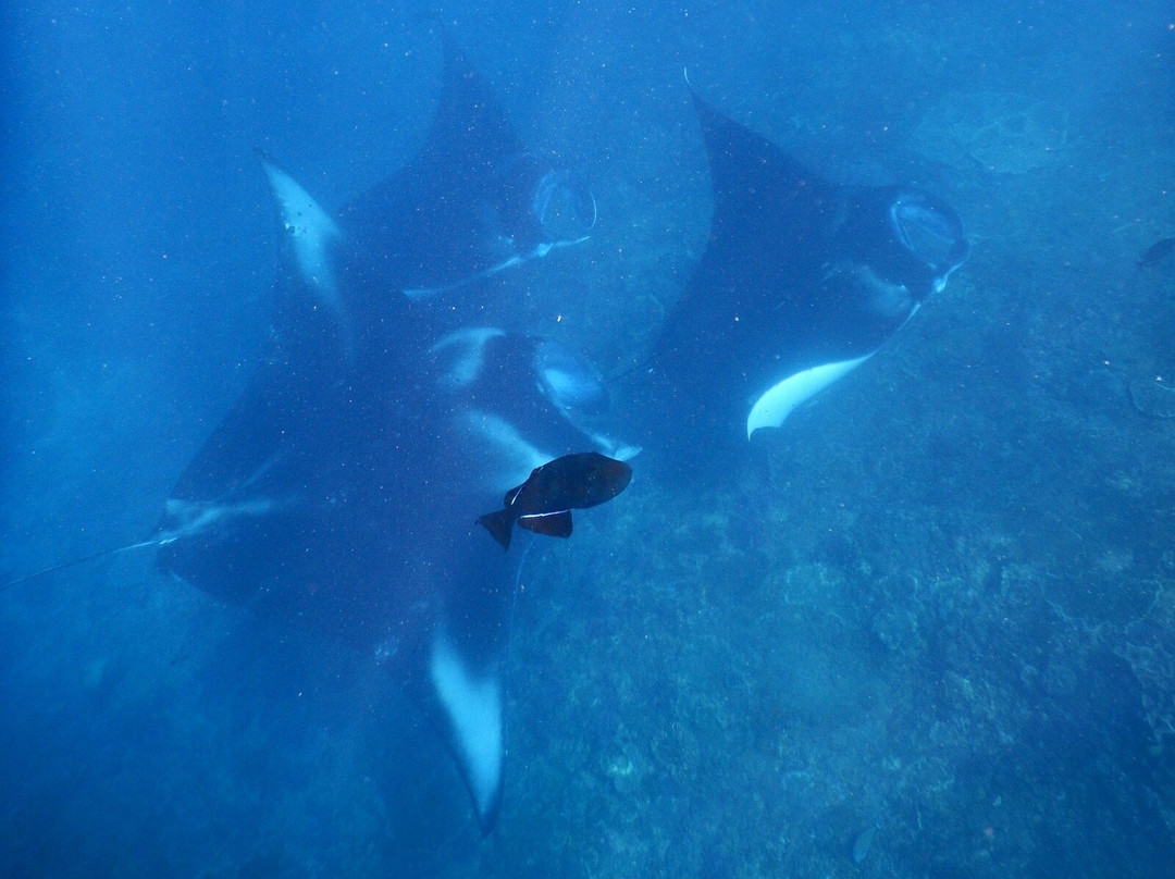 Tamarind Divers-蓝梦岛必去景点