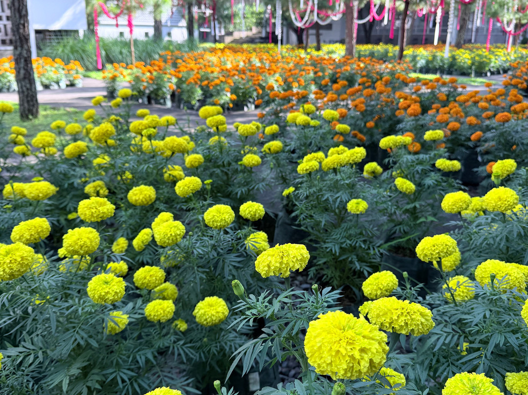 Rumah Atsiri Indonesia-Tawangmangu必去景点