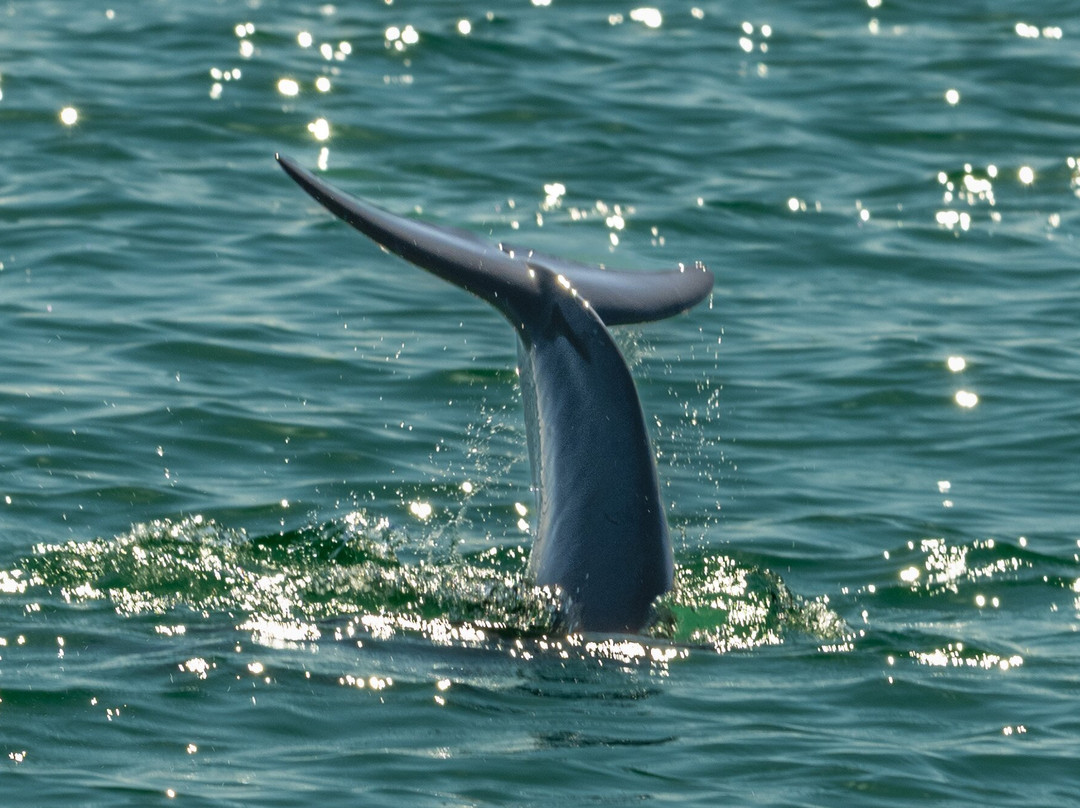 Wild About Dolphins-基韦斯特必去景点