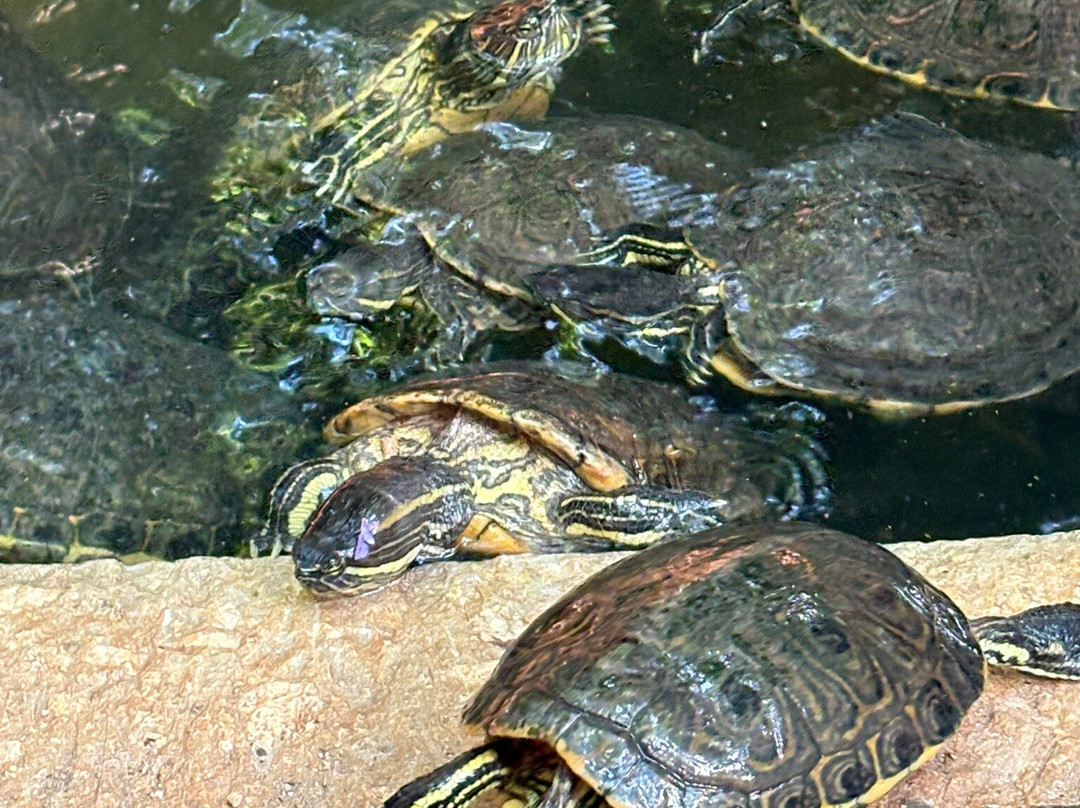 Croco Cun Zoo-从莫雷洛斯港必去景点