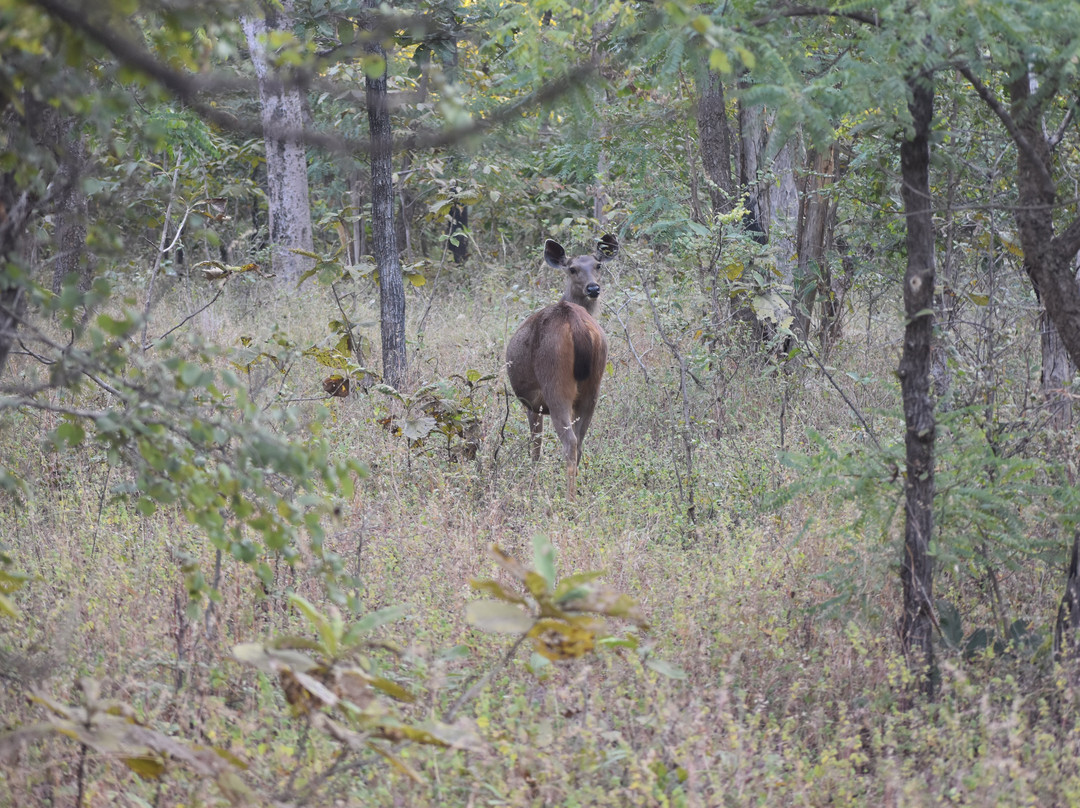Jungle Bucket List-Moharli必去景点