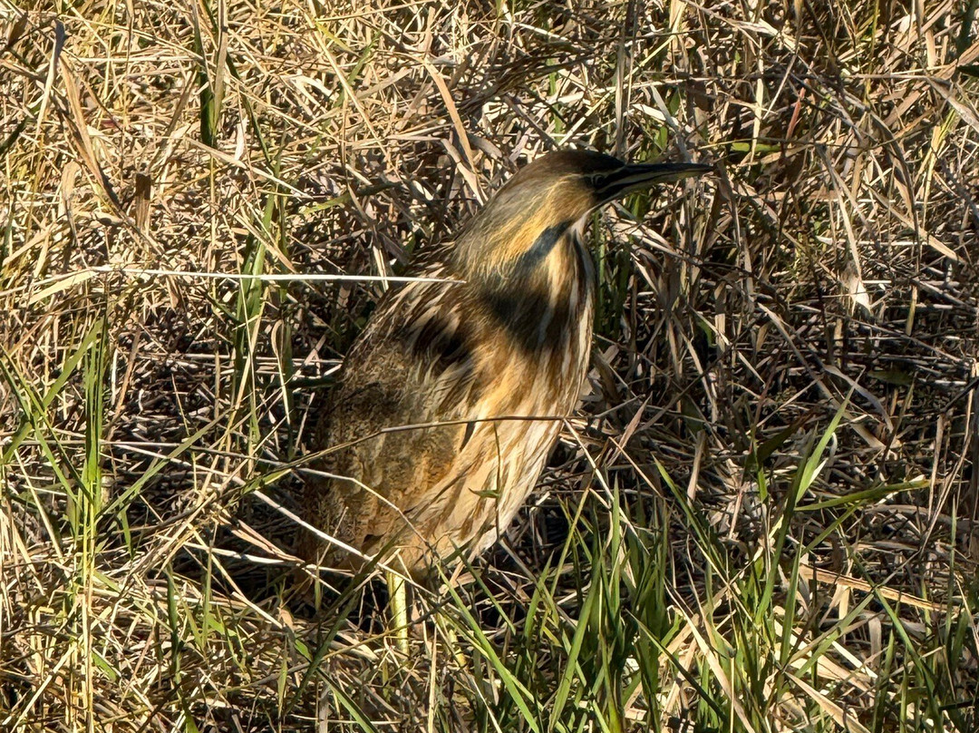 Okefenokee Adventures-Folkston必去景点