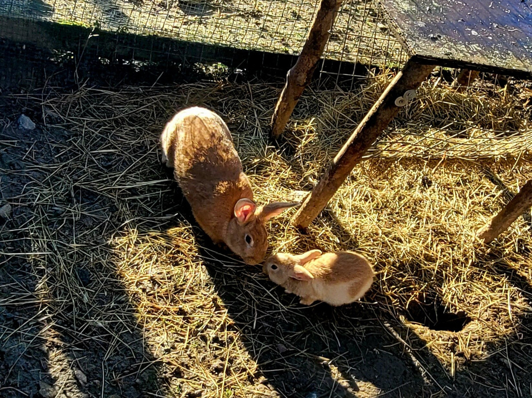 Parc Zoo du Reynou-Le Vigen必去景点