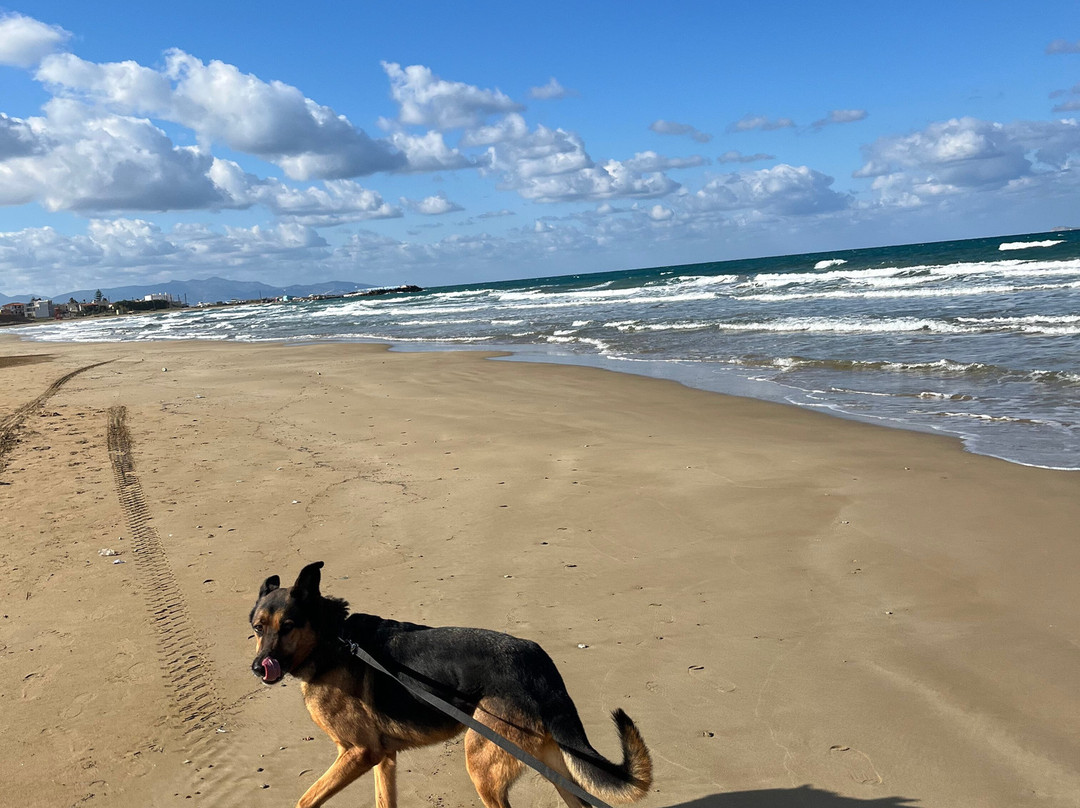 Gouves Animal Shelter-古韦斯必去景点