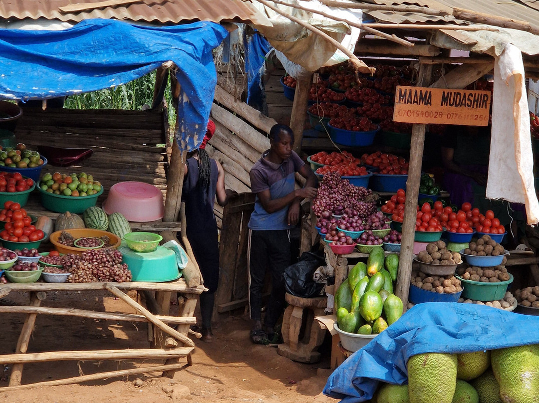 Gorilla Tour Booking Safaris-坎帕拉必去景点