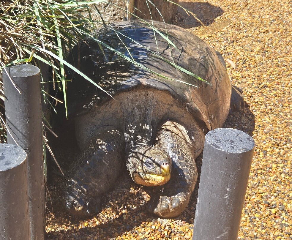 澳大利亚爬行动物园-Somersby必去景点