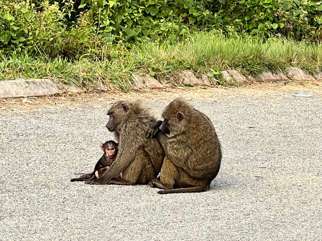 Oikos Safaris-坎帕拉必去景点