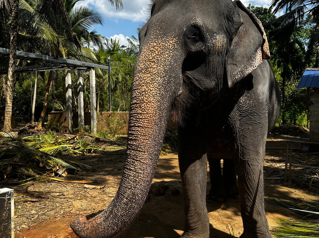 Kandy Blossom Tours-Deraniyagala必去景点