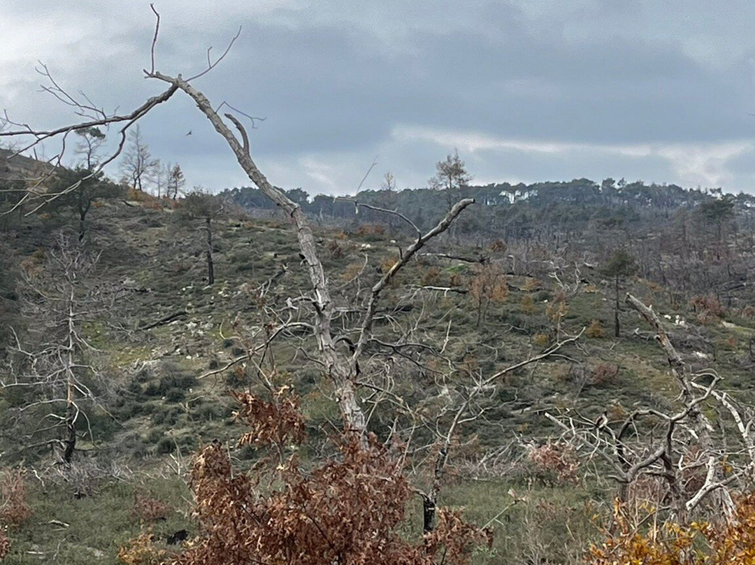 Dadia-Lefkimi-Soufli Forest National Park-Dadia必去景点