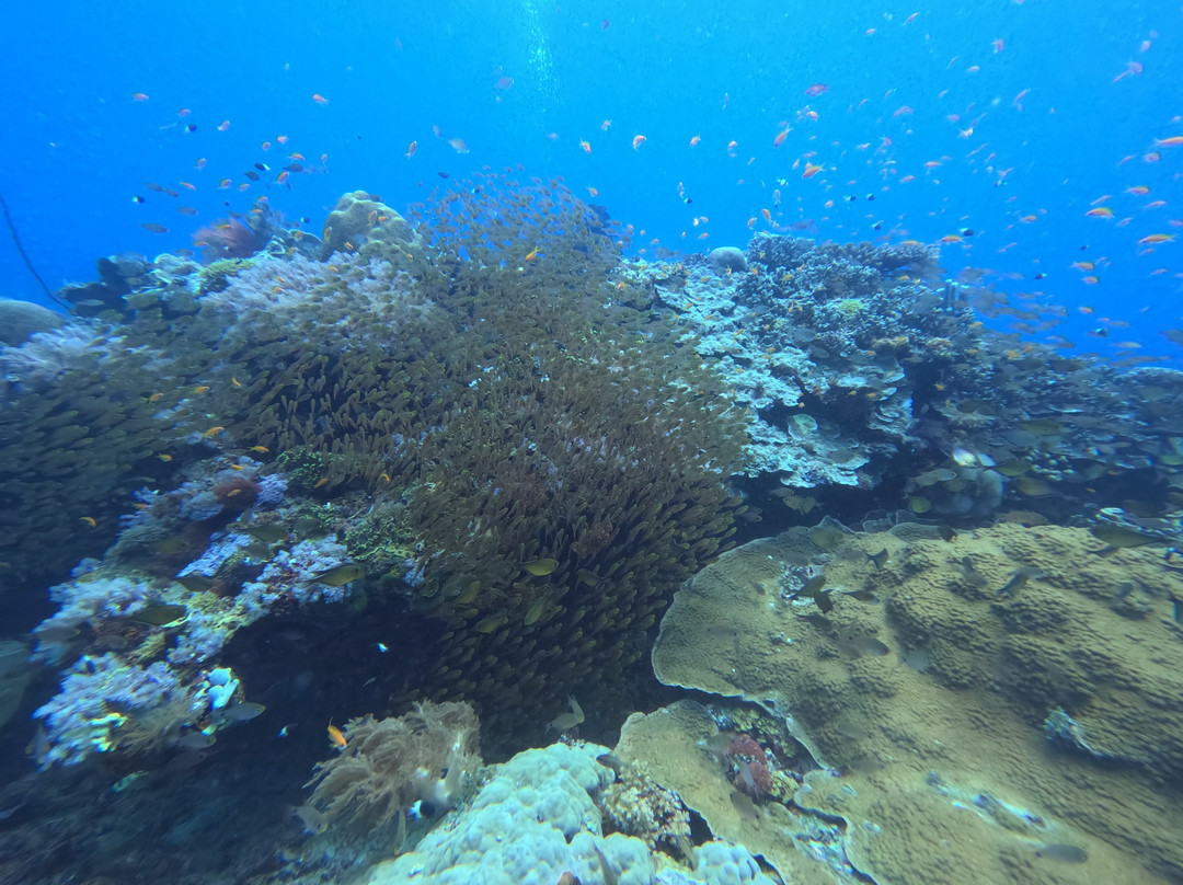 Mafia Island Diving-马菲亚岛必去景点