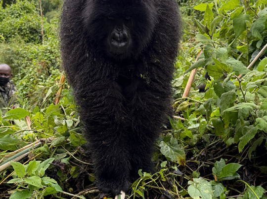 Africa Adventure Safaris-坎帕拉必去景点