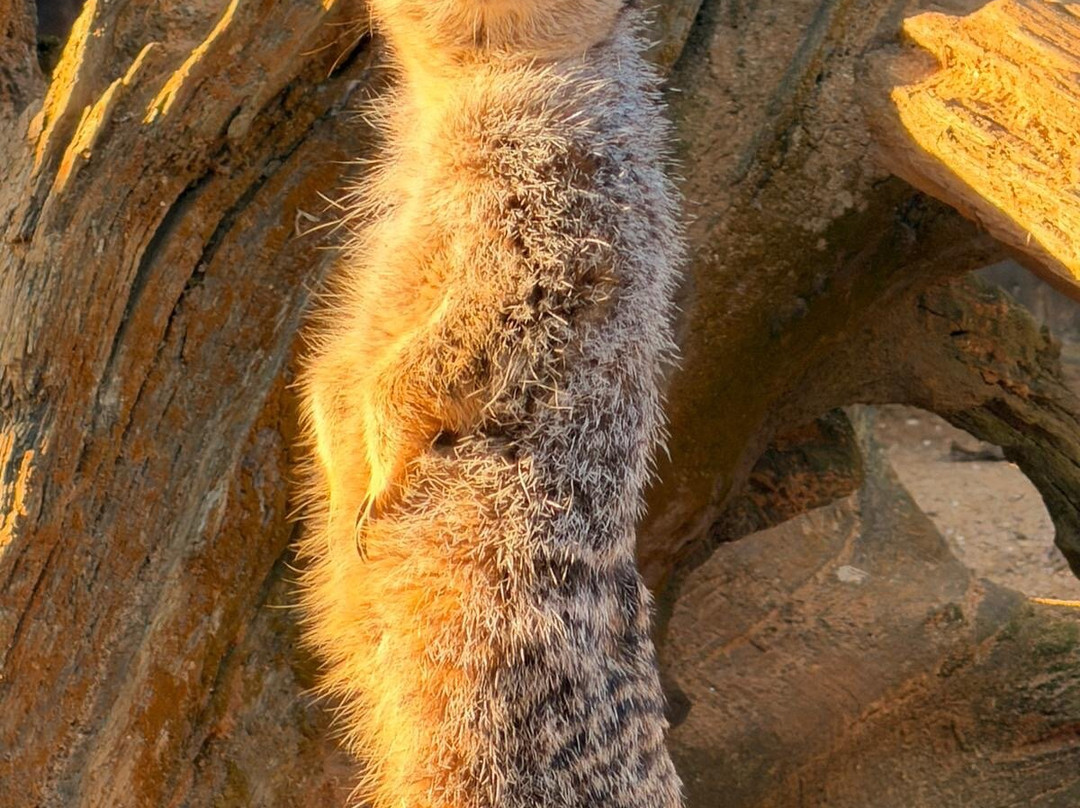 Jimmy's Farm & Wildlife Park-伊普斯威奇必去景点