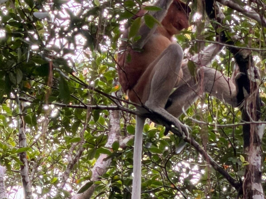 Bako National Park-古晋必去景点