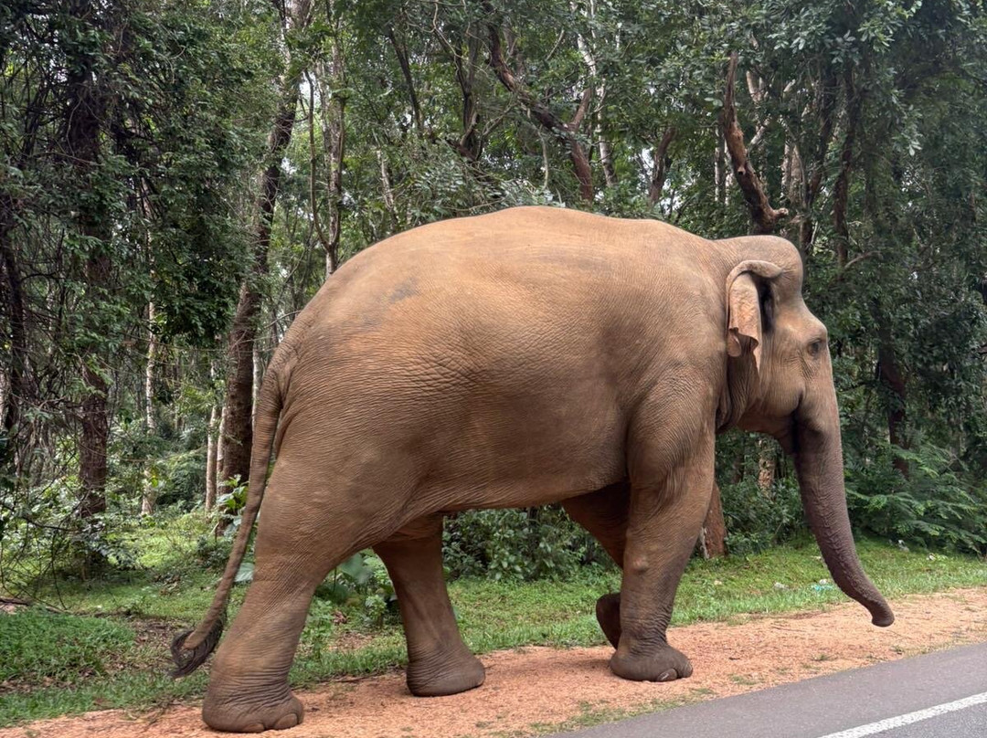 H.O.T Tourism-科伦坡必去景点
