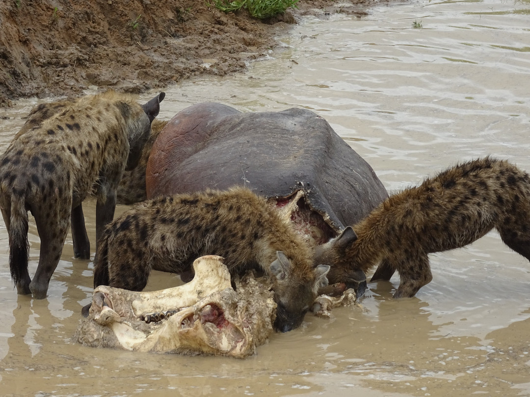 Kihindo  Tours and Safaris Limited-Dar es Salaam必去景点