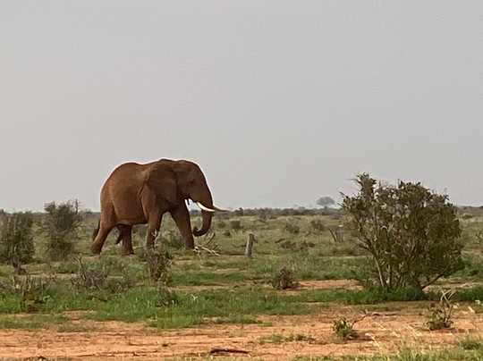 Cariola Safari Kenya-瓦塔木必去景点