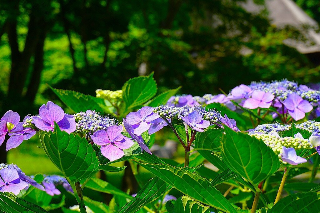 善光寺-伊达市必去景点