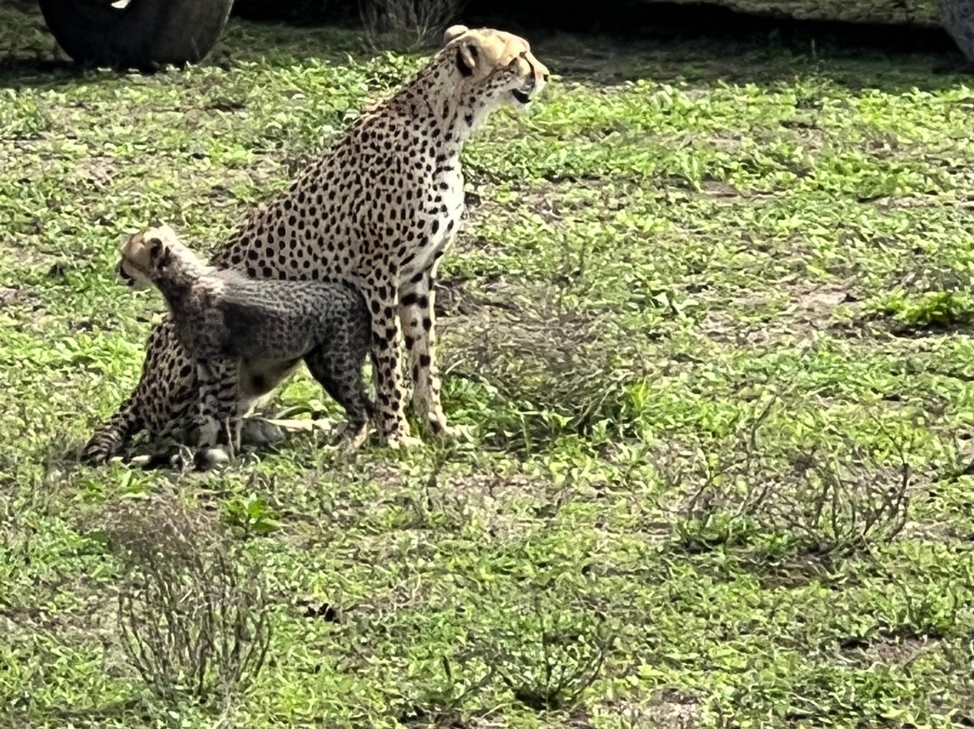 Serengeti Smile-阿鲁沙必去景点