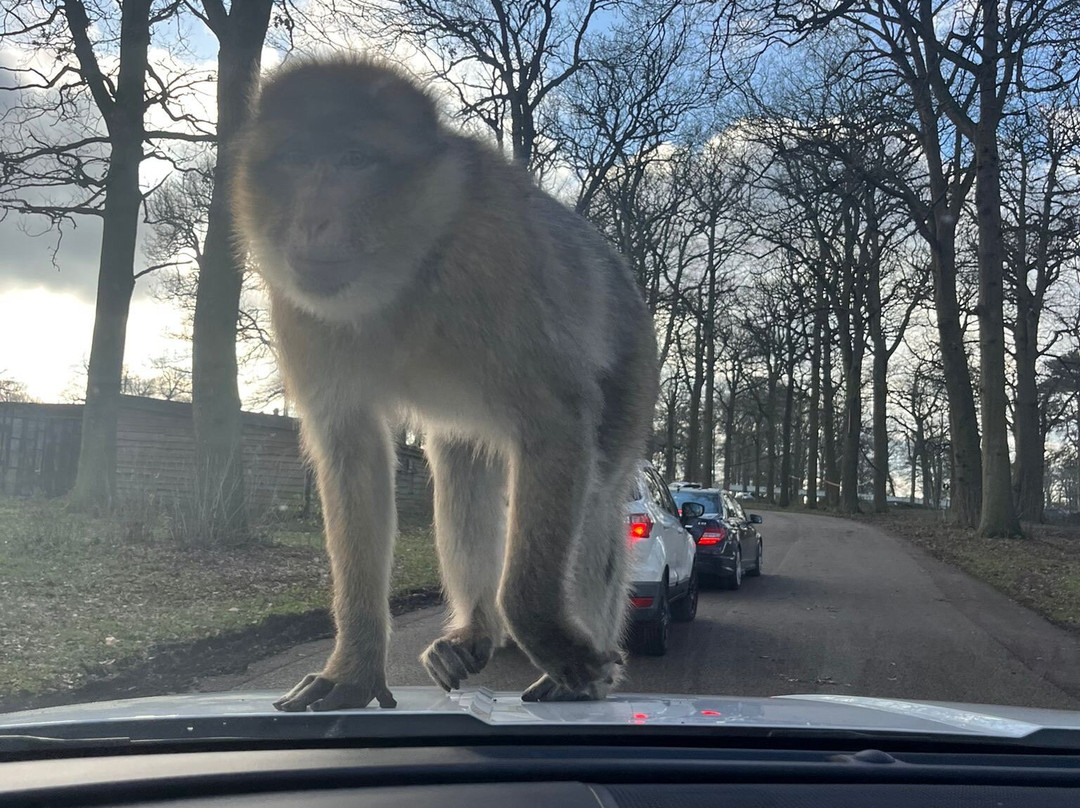 Woburn Safari Park-Woburn必去景点