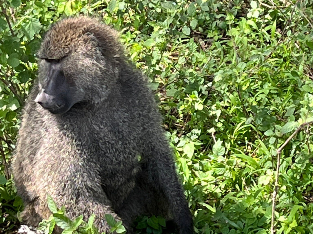 易捷旅游-一日游-阿鲁沙必去景点