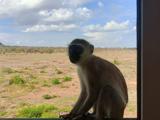 Live Kenya Con Prezzemolo-瓦塔木必去景点