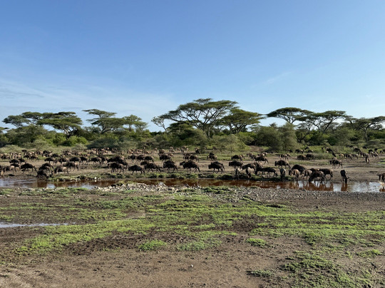 Monkey Adventures-莫西必去景点