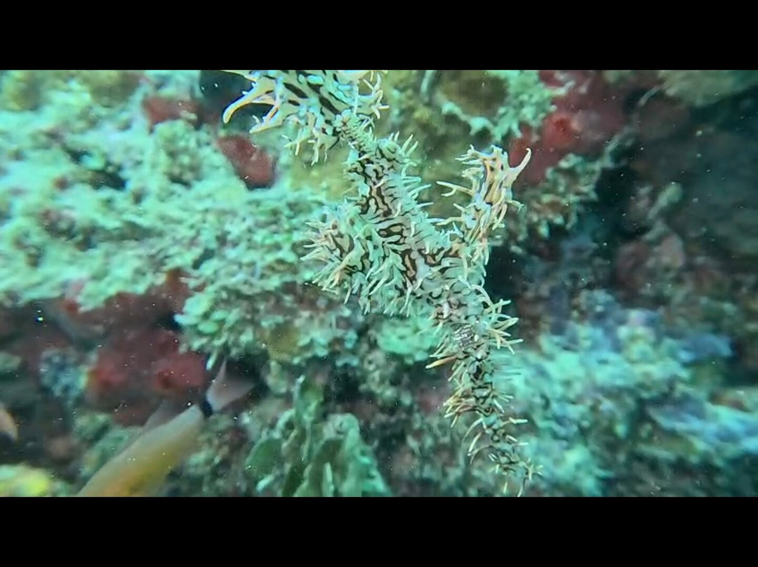 Miguel's Diving Gorontalo-哥伦打洛必去景点