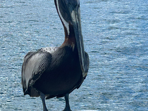 Bluebeard's Tower-圣 托马斯必去景点