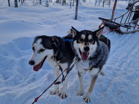 Backwoods Husky-Taivalkoski必去景点