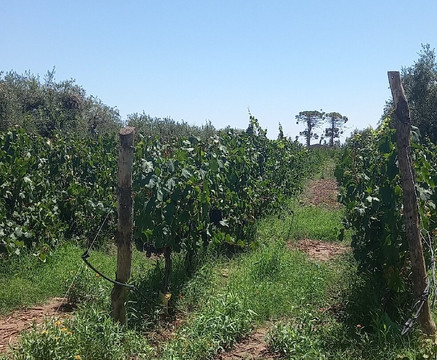 Bodega Atilio Avena-门多萨必去景点