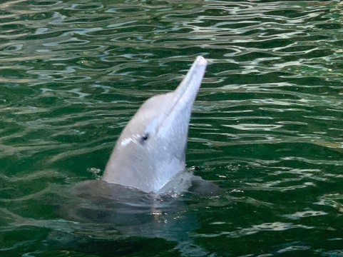 SeaWorld Yas Island Abu Dhabi-阿布扎比必去景点