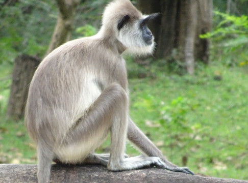 Royal Kandy tours-康提必去景点