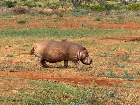 Safari In Kenya Con Samba-瓦塔木必去景点