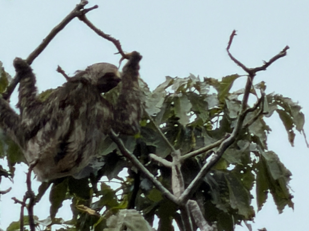 Amazon Explorers -  Manaus Day Tours-玛瑙斯必去景点