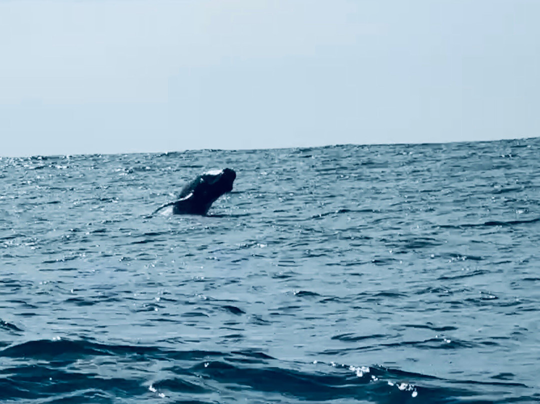 Dressel Divers Puerto Vallarta-蓬塔米塔必去景点