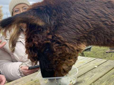 Larch Green Alpacas-格拉斯哥必去景点