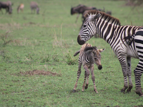 Bongo Trips-Kigamboni必去景点