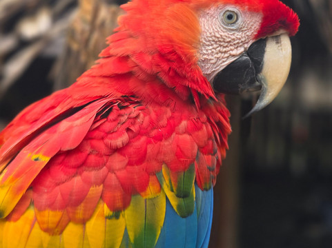 Henry Eco Tours-Coca必去景点