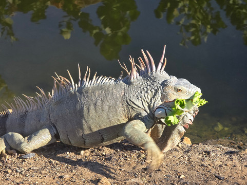 Zauber der Karibik-Marigot必去景点